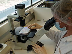 development of murine monoclonal antibodies