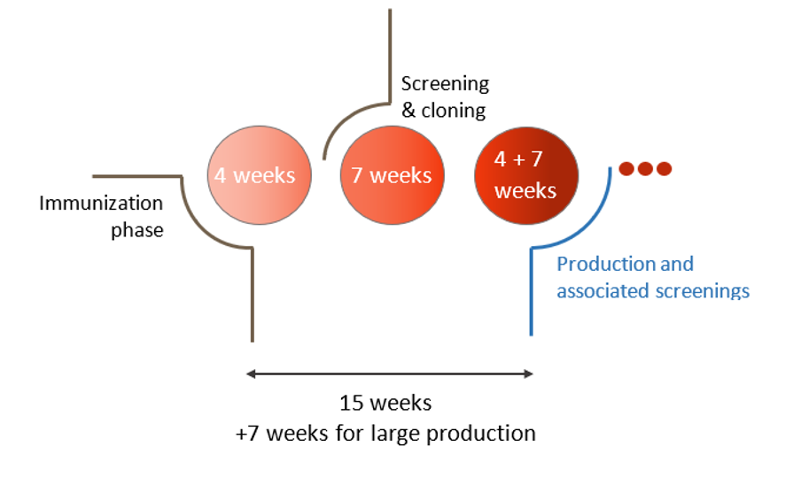 Development planning and project milestones